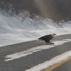 Meet your Posher, Carl